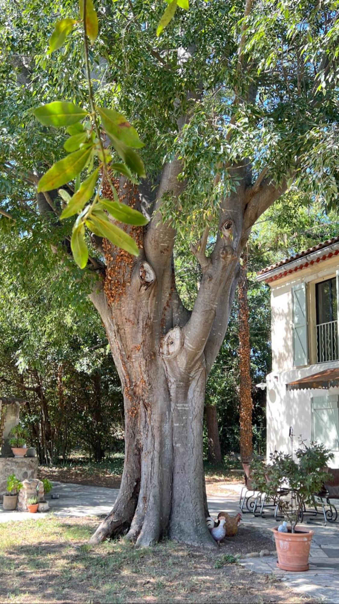 Alpilles Camargue Mas Falabrego Raphèle 외부 사진